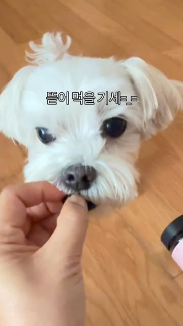 디어랩스 | 반려동물 브랜드 광고 소재