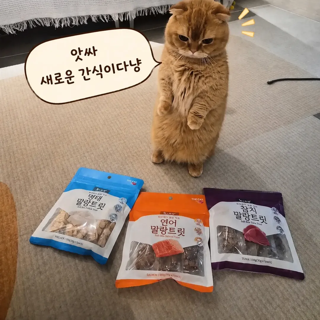 더독앤캣 광고 소재