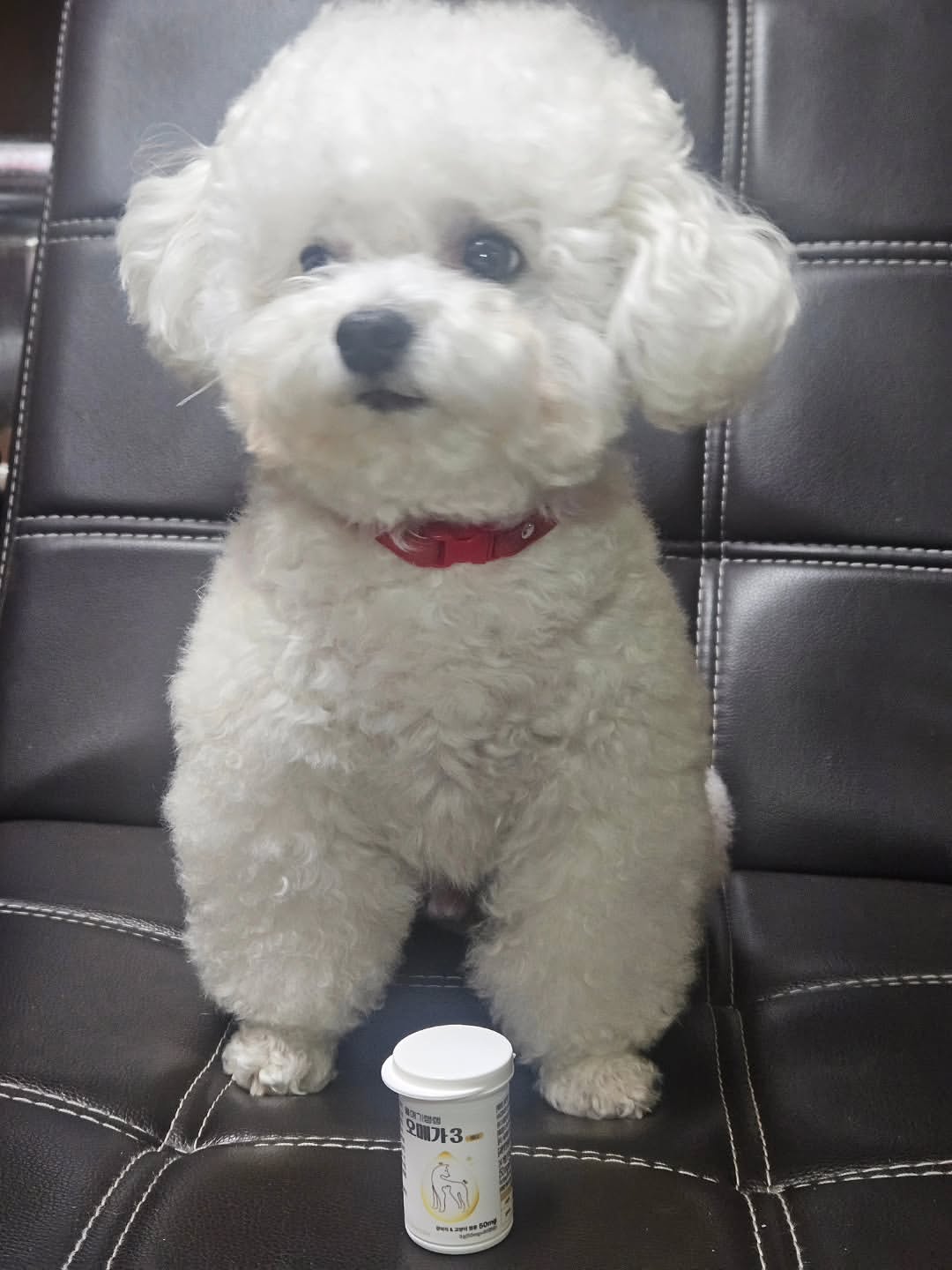 디어랩스 | 반려동물 브랜드 광고 소재