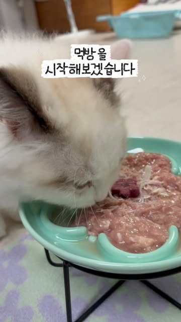 정글키친 광고 소재