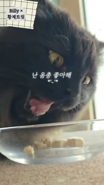 어펫 광고 소재