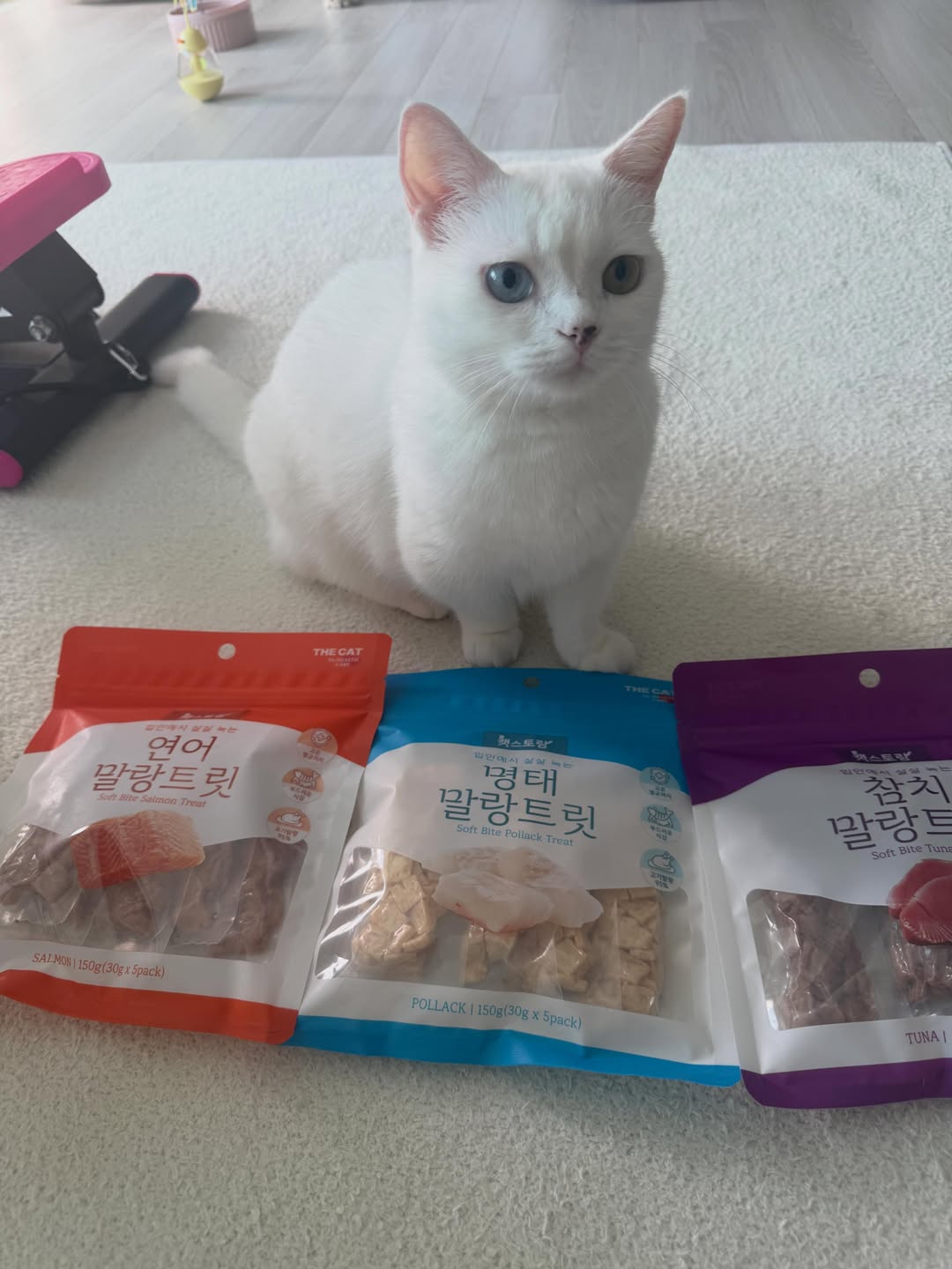 더독앤캣 광고 소재