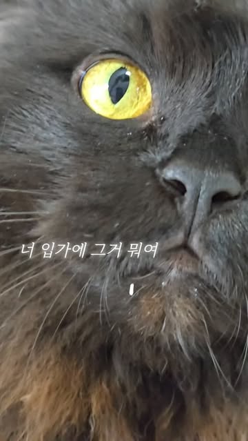 어펫 광고 소재