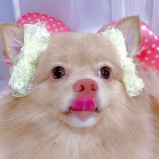 🎀 핑크왕코 리아 🎀