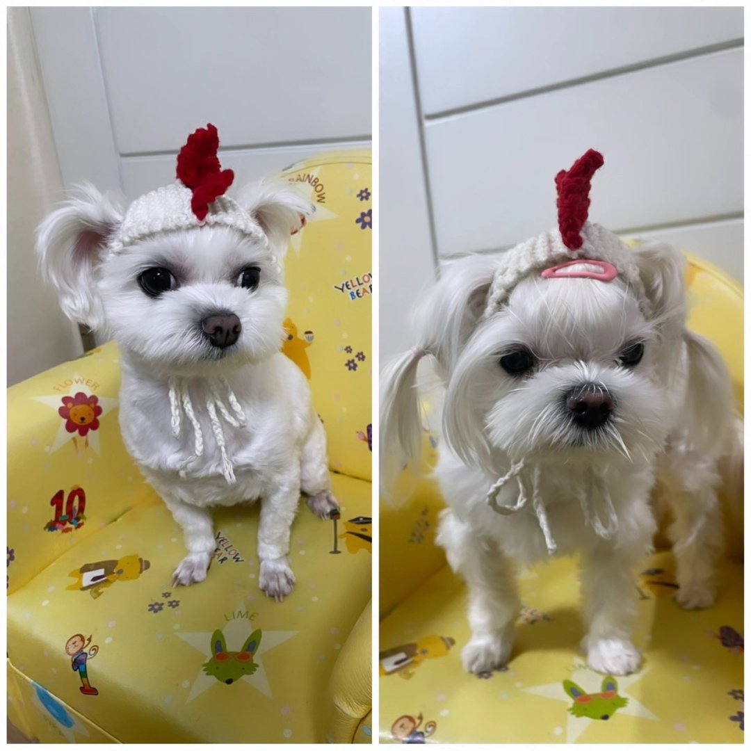 포포ㆍ딸기