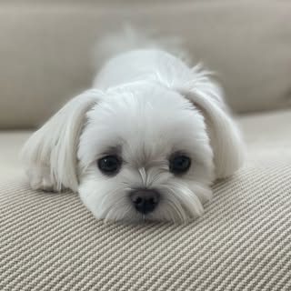 손예진