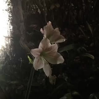 희연 프로필