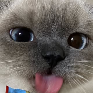 흑당이 프로필