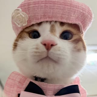 째앙금 (치즈호랑이)
