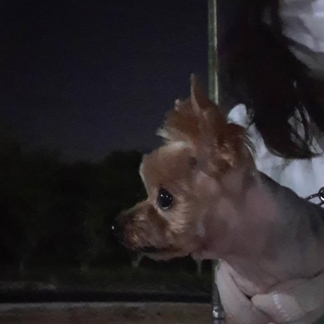 @te_rrymong이 올린 화정동 속눈썹 태그 게시물