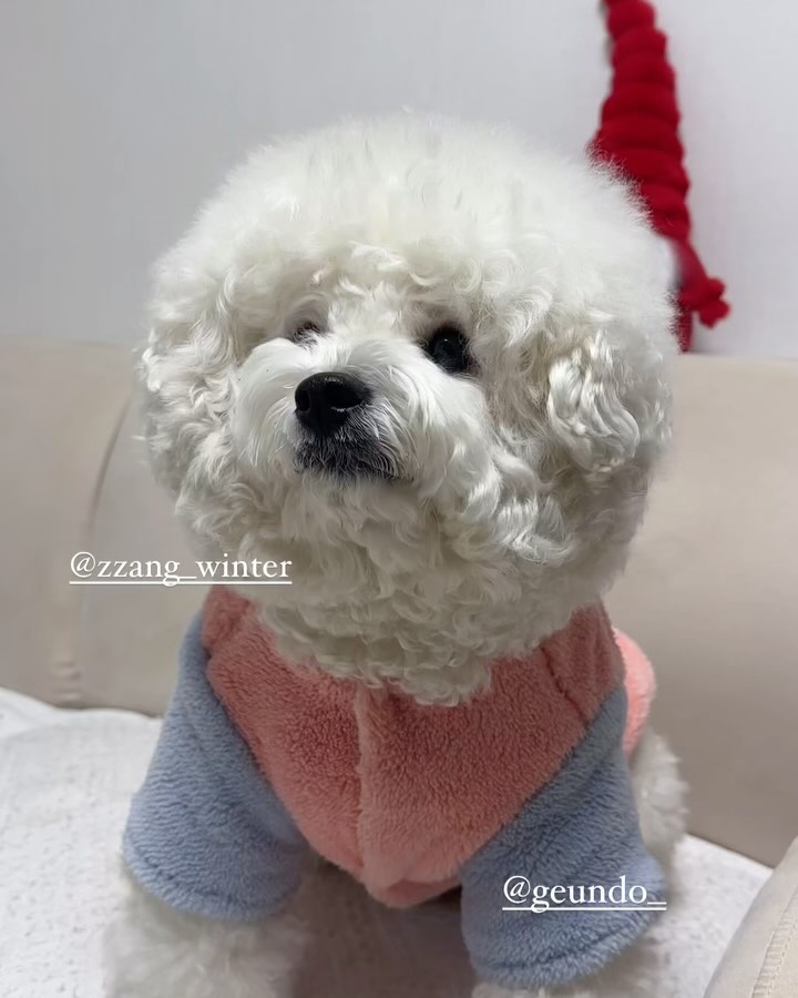 @zzanghaeri이 올린 원더랜드 태그 게시물