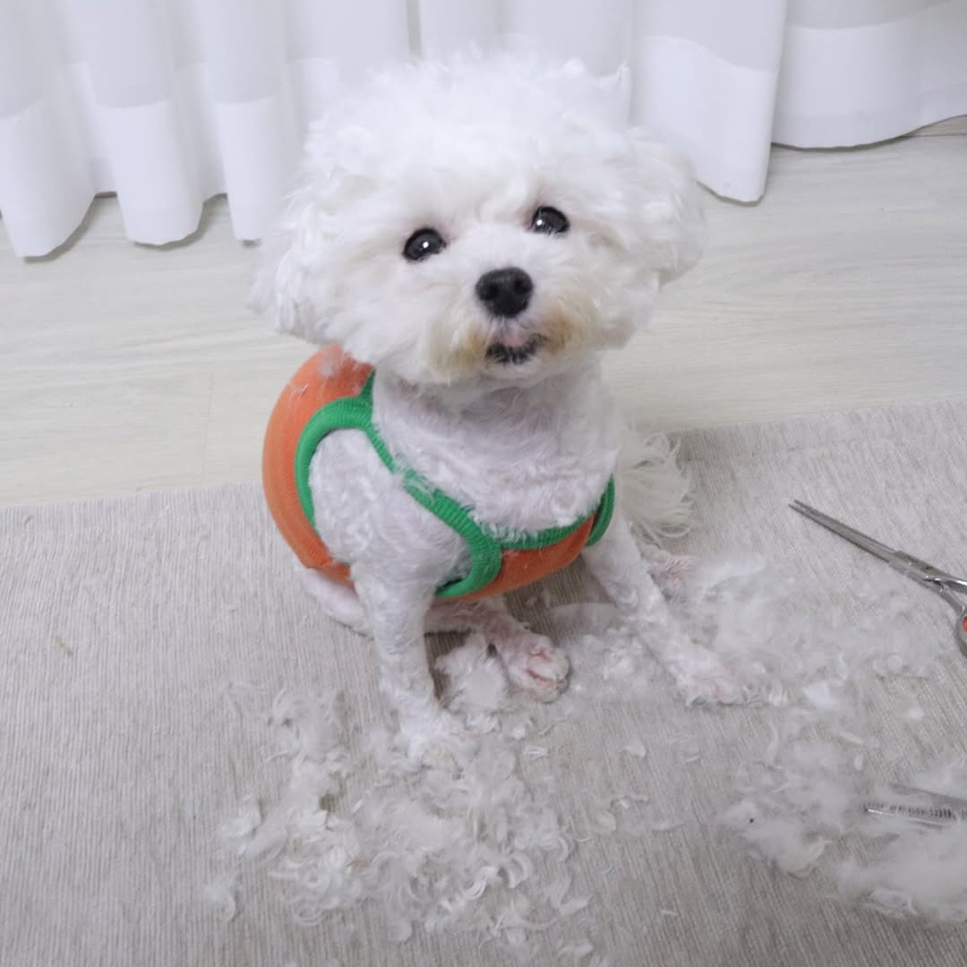 @agd__mom이 올린 닉센 태그 게시물