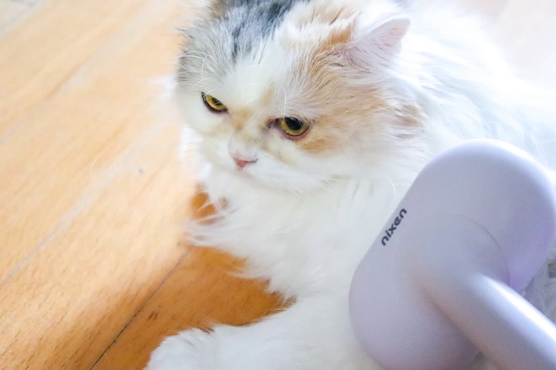 @cat_su_ki_이 올린 닉센 태그 게시물