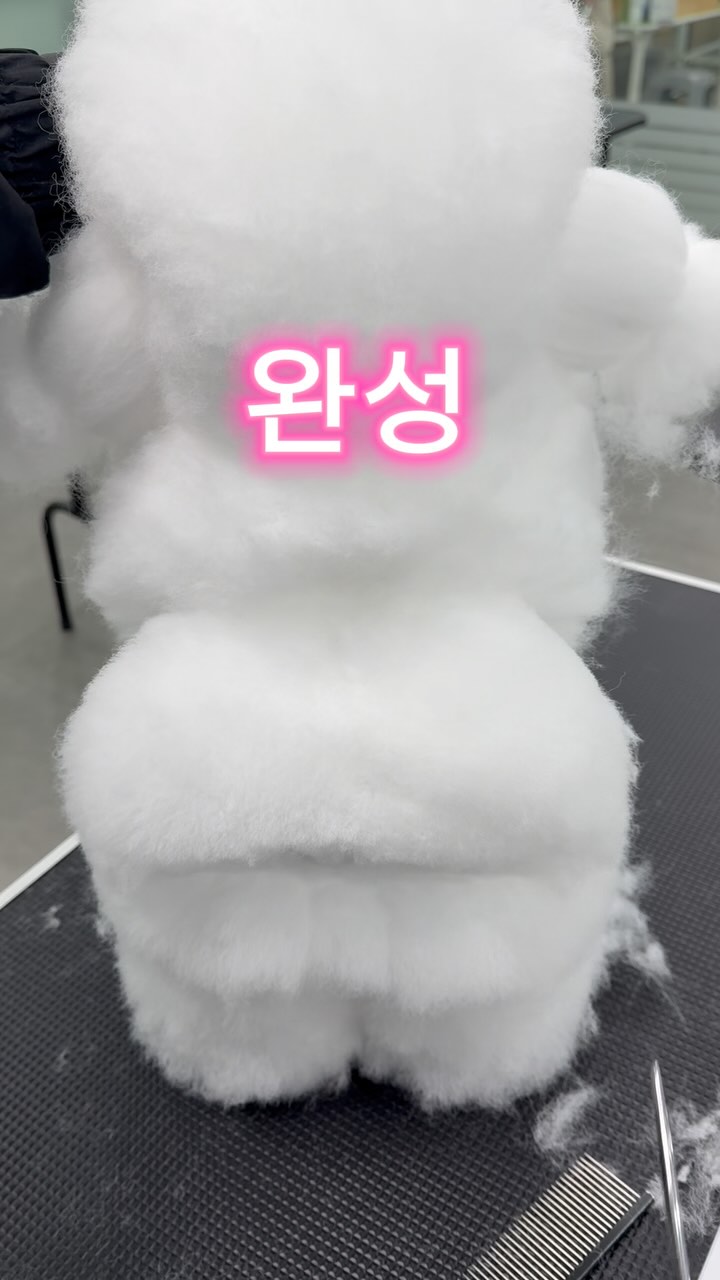 @topdogs_ansan이 올린 닉센 태그 게시물