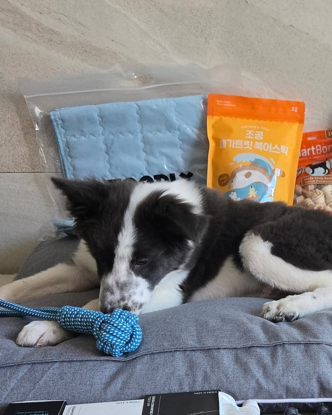 @bordercollie._.ao이 올린 닉센 태그 게시물