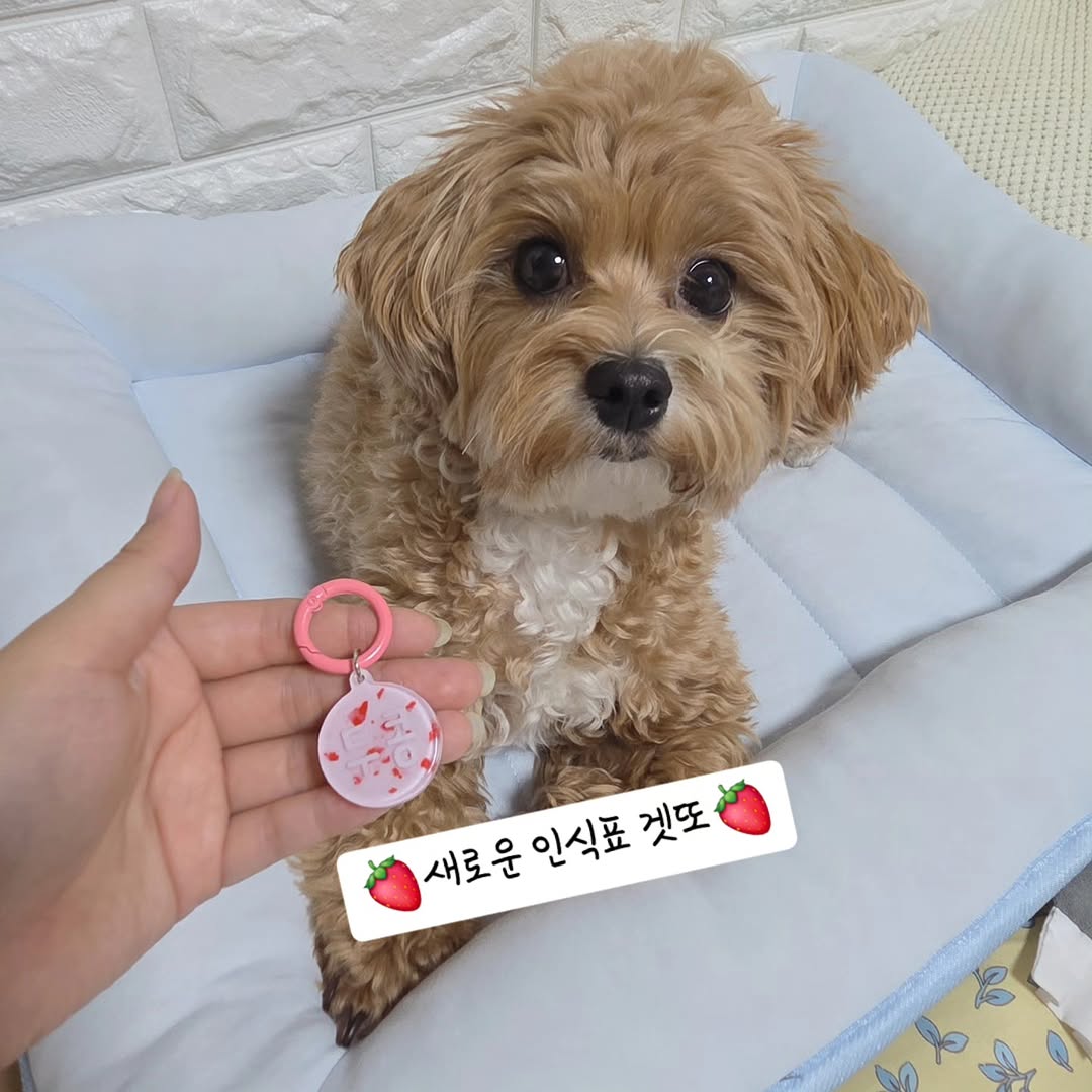 @iam_dookong_이 올린 원더랜드 태그 게시물