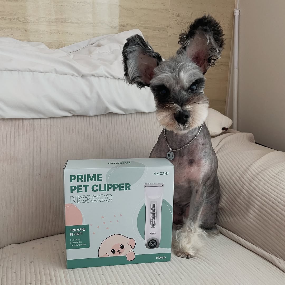 @schna.cream.ashu이 올린 닉센 태그 게시물