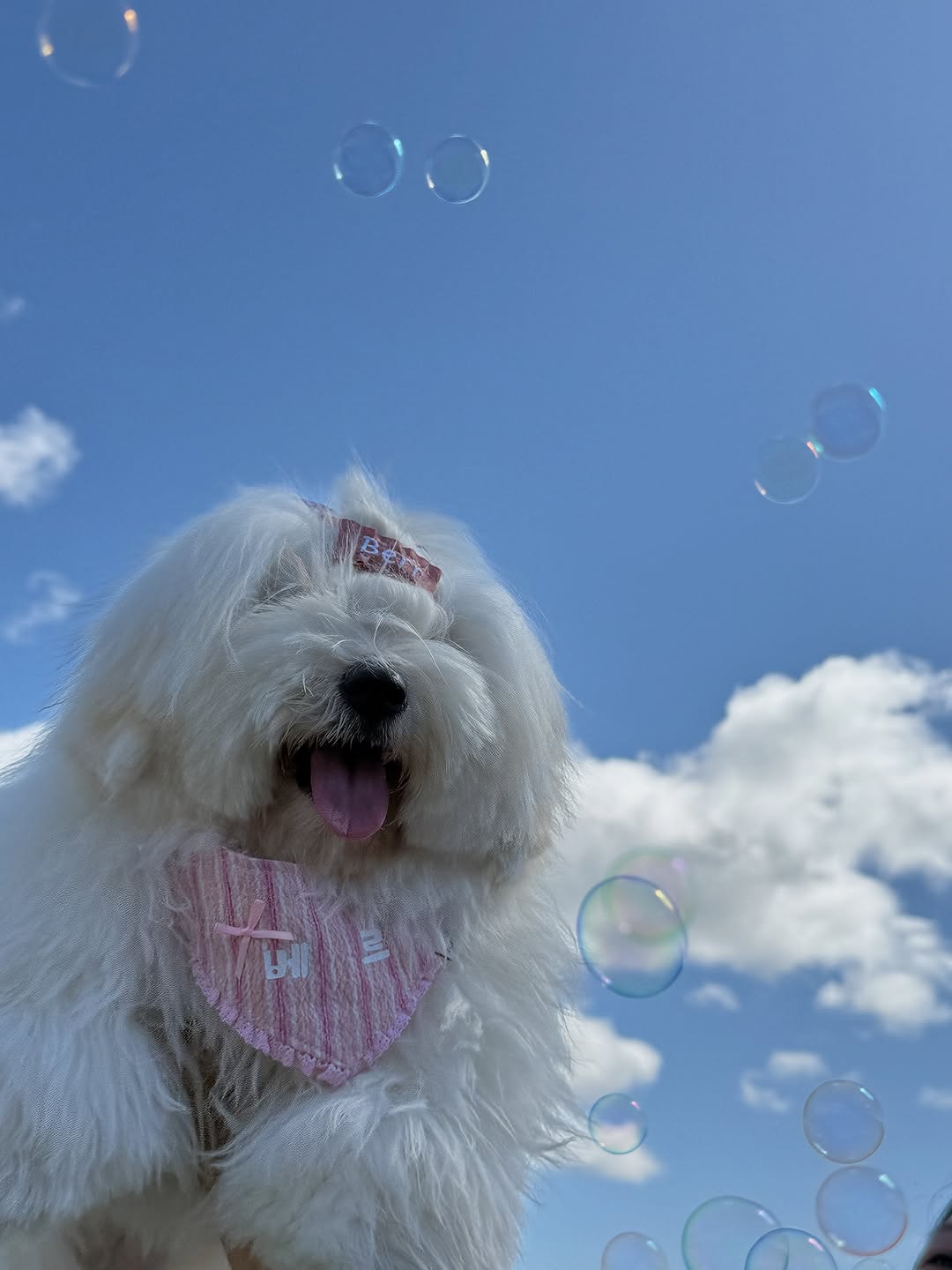 @coton_berr이 올린 하라베베 / 네임핀 전문🌼/ 수제 헤어핀 머리핀 / 어린이집선물 태그 게시물