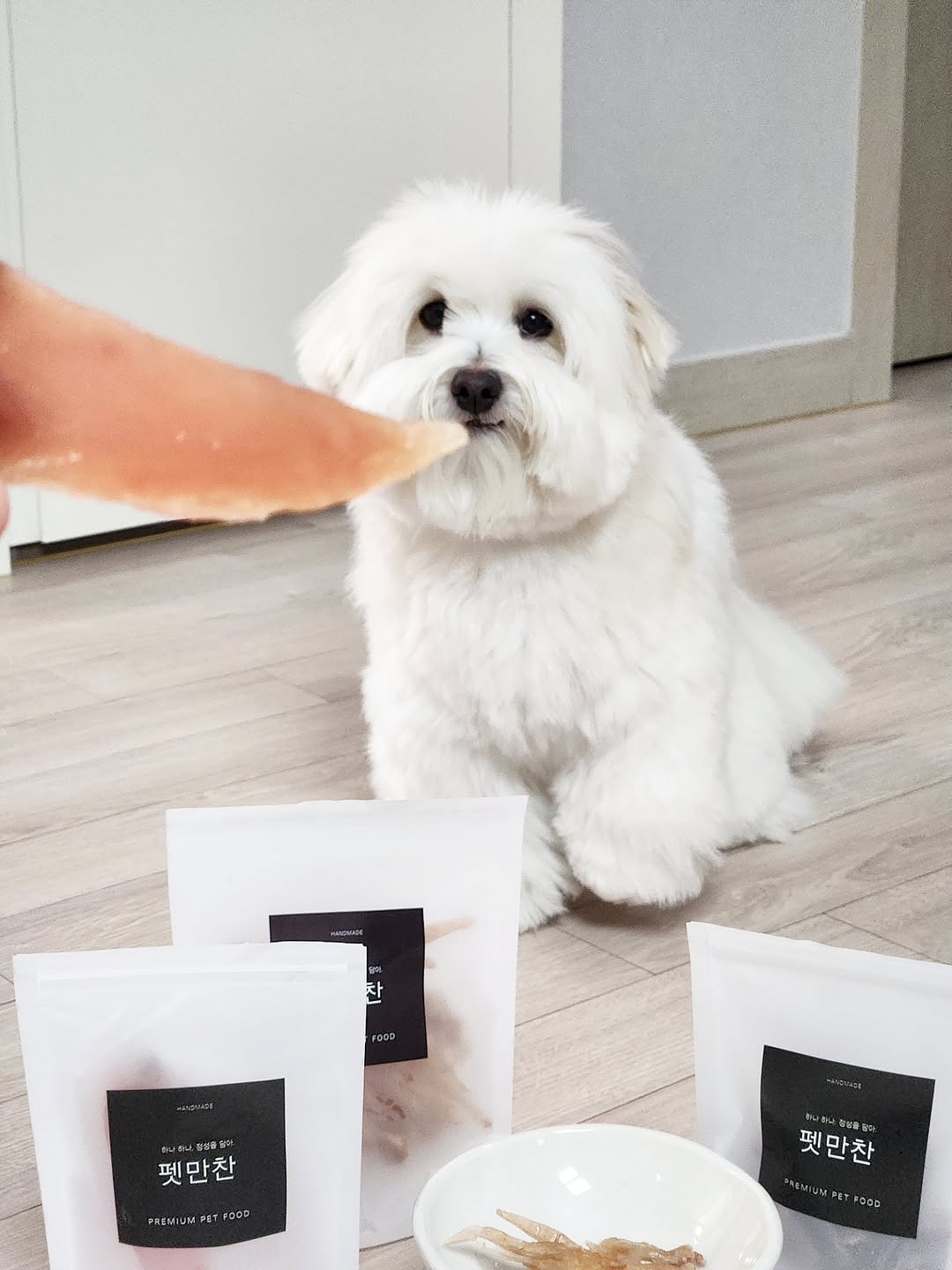 @coton.chapssal이 올린 펫만찬 태그 게시물