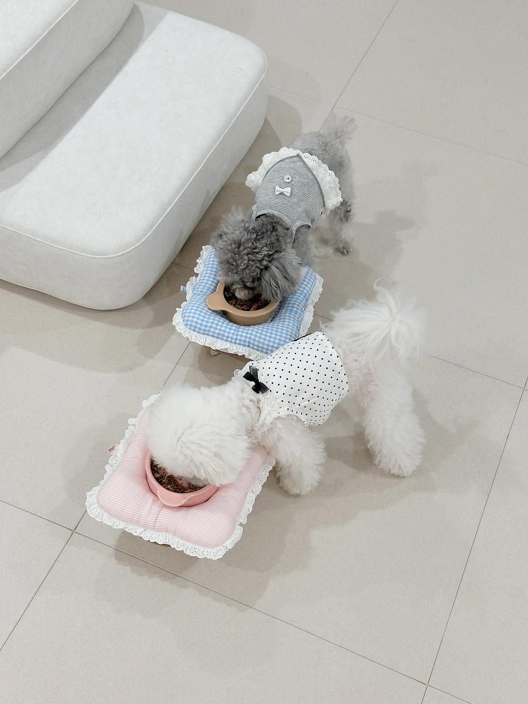 @mayo_nez_diary이 올린 펫만찬 태그 게시물