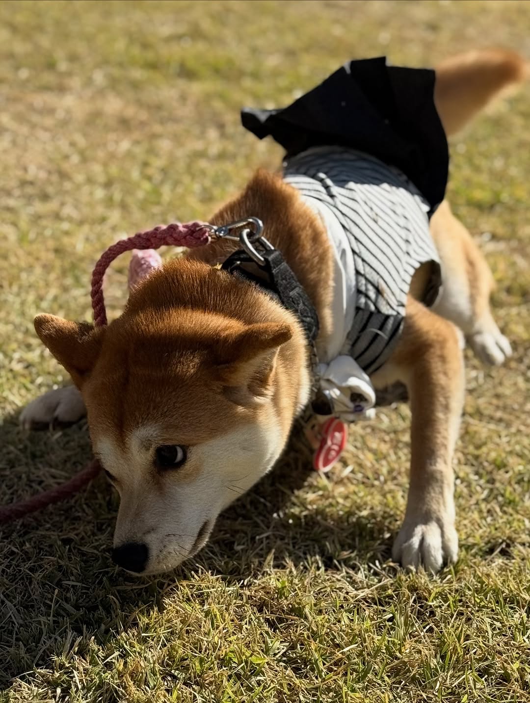 @siba_kiro이 올린 원더랜드 태그 게시물