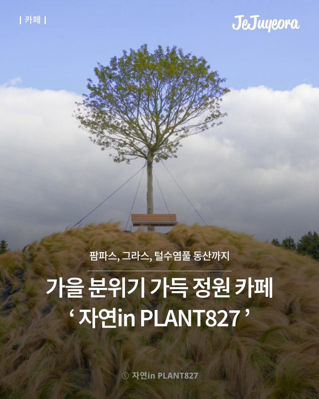 @jeju_yeora이 올린 플랜트827 태그 게시물