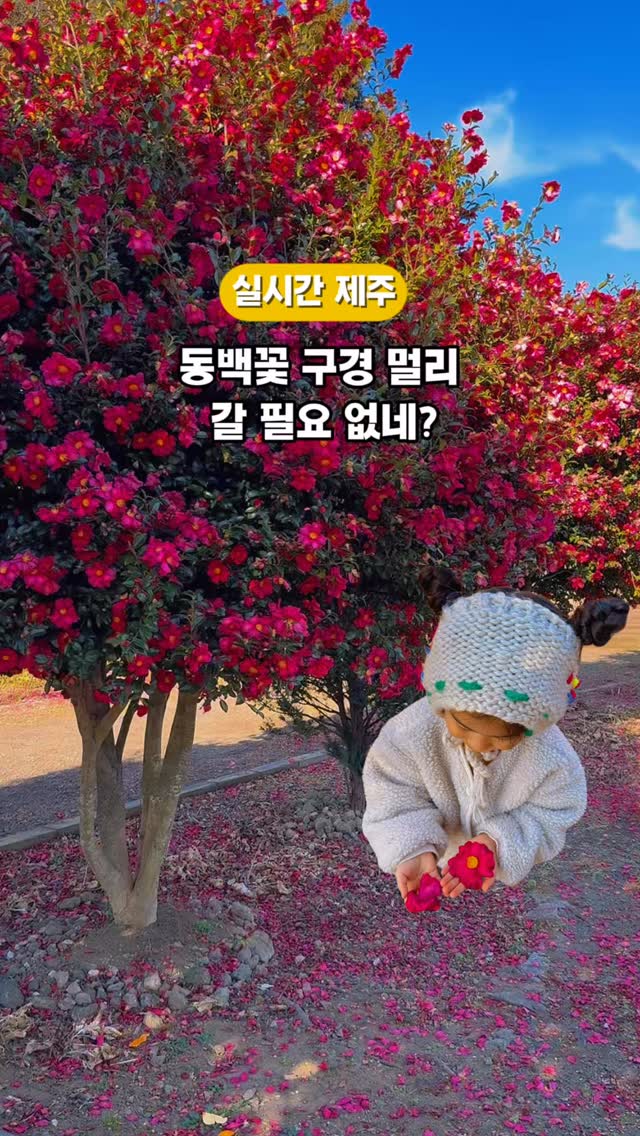 @jeju._.blossom이 올린 플랜트827 태그 게시물
