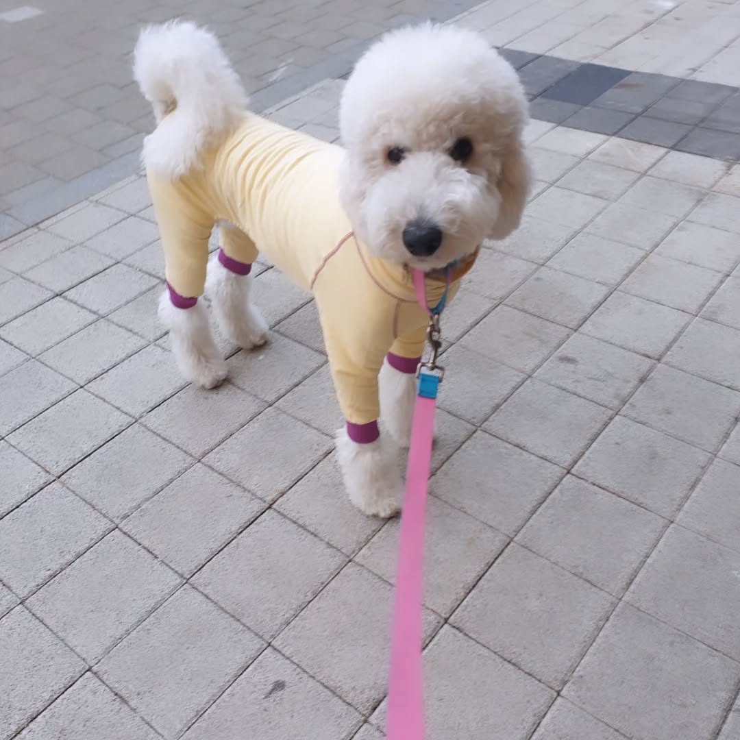 @ggomi_250416이 올린 누핀 태그 게시물