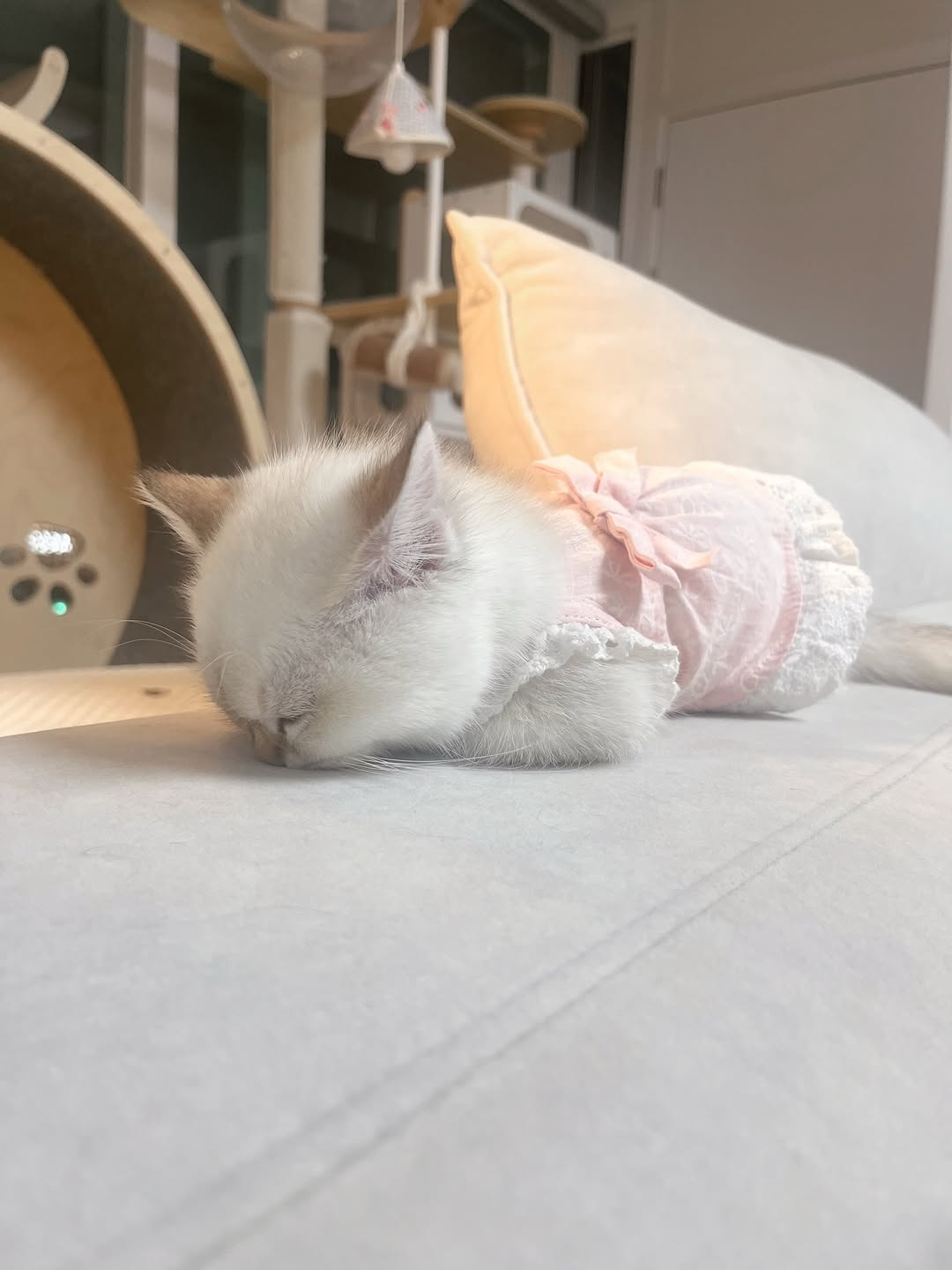 @yangs.zip이 올린 갈치밥풀7냥이네 태그 게시물
