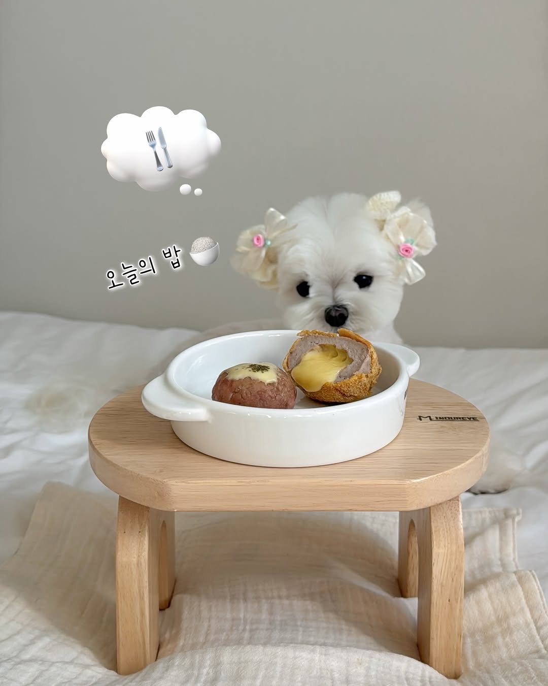 @doong___e2이 올린 펫만찬 태그 게시물