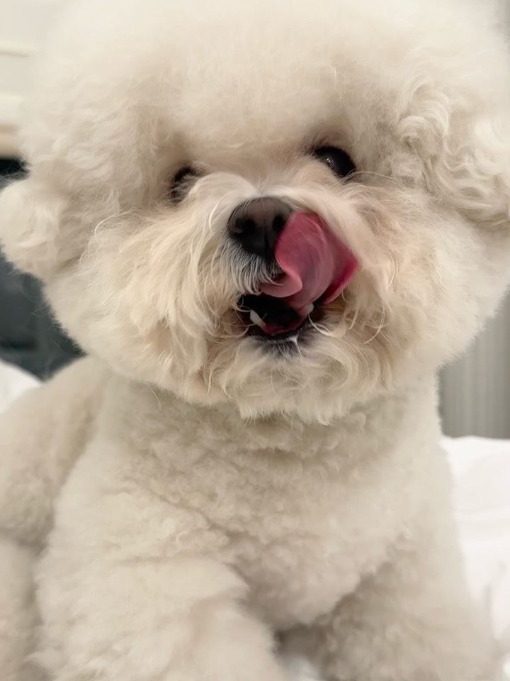 @didi_bichon이 올린 펫만찬 태그 게시물