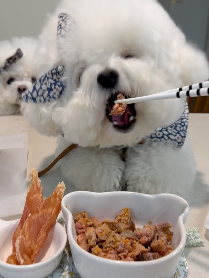 @bichon_nana_jelly이 올린 펫만찬 태그 게시물