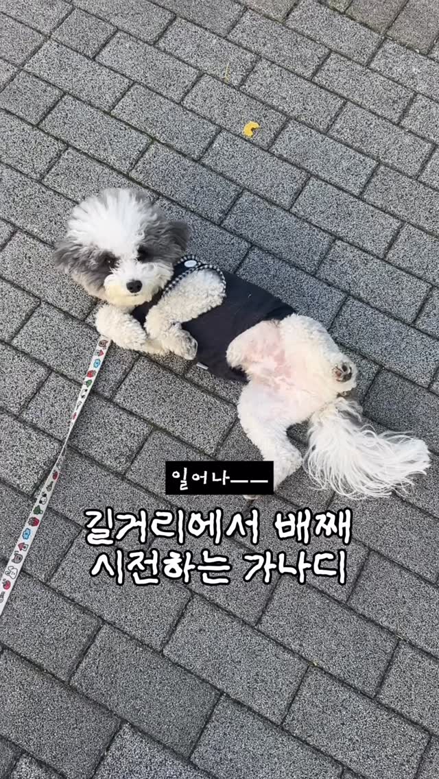 @leepeanut.zip이 올린 코코시루 태그 게시물