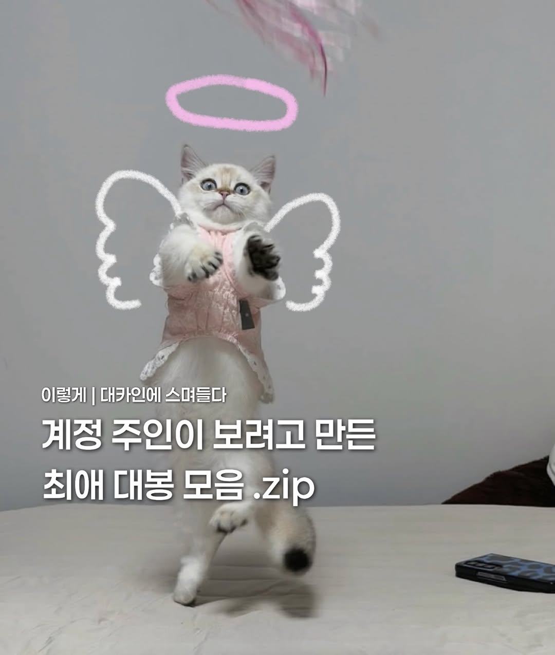 @yangs.zip이 올린 갈치밥풀7냥이네 태그 게시물
