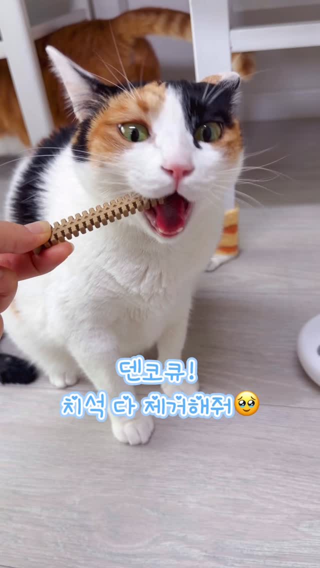@3__neko__이 올린 뉴트리오 태그 게시물