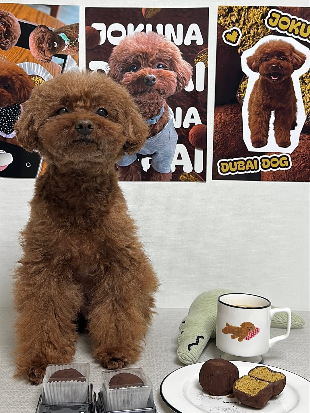 @j0_kuna이 올린 꼬리의유혹 태그 게시물