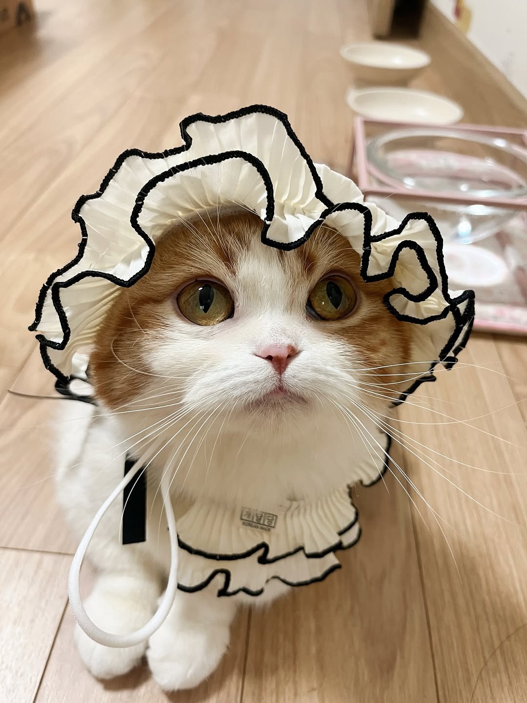 @yangs.zip이 올린 갈치밥풀7냥이네 태그 게시물