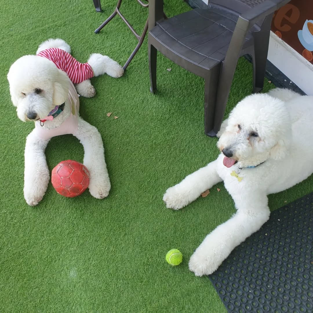 @ggomi_250416이 올린 누핀 태그 게시물