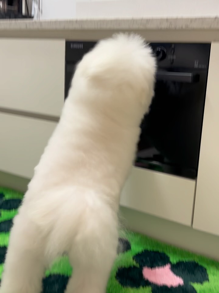 @sunmu_bichon이 올린 펫만찬 태그 게시물