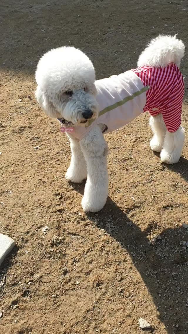 @ggomi_250416이 올린 누핀 태그 게시물