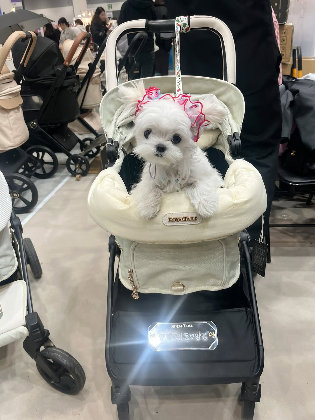 @yangs.zip이 올린 갈치밥풀7냥이네 태그 게시물