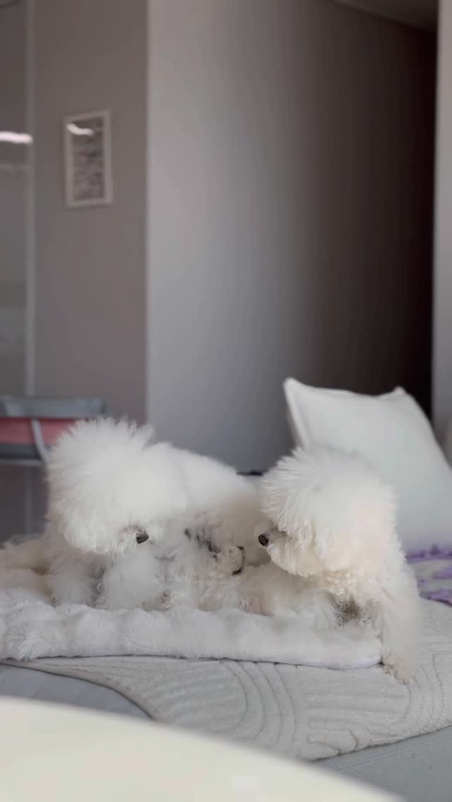 @knit_bichon이 올린 해피팡팡｜원조 강아지 수제 간식 전문점 태그 게시물