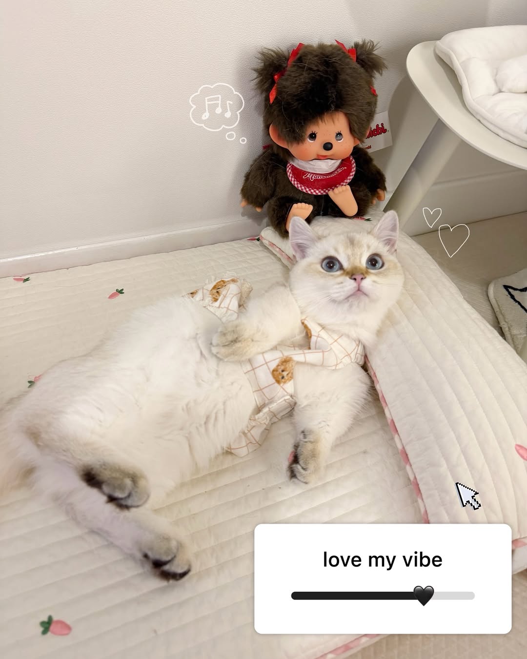 @joa._.pet이 올린 갈치밥풀7냥이네 태그 게시물