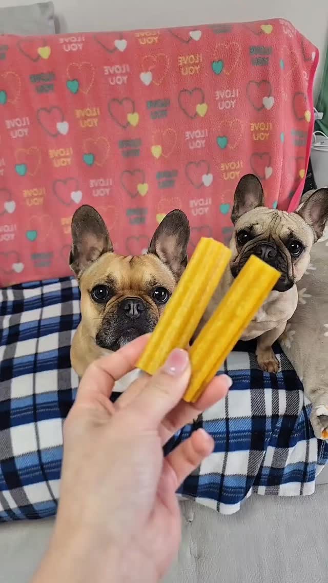 @french_seoltang이 올린 펫쉴드 태그 게시물