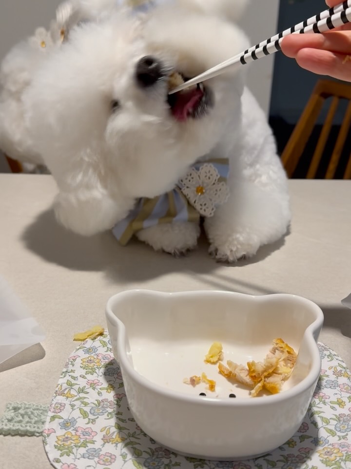 @bichon_nana_jelly이 올린 펫만찬 태그 게시물