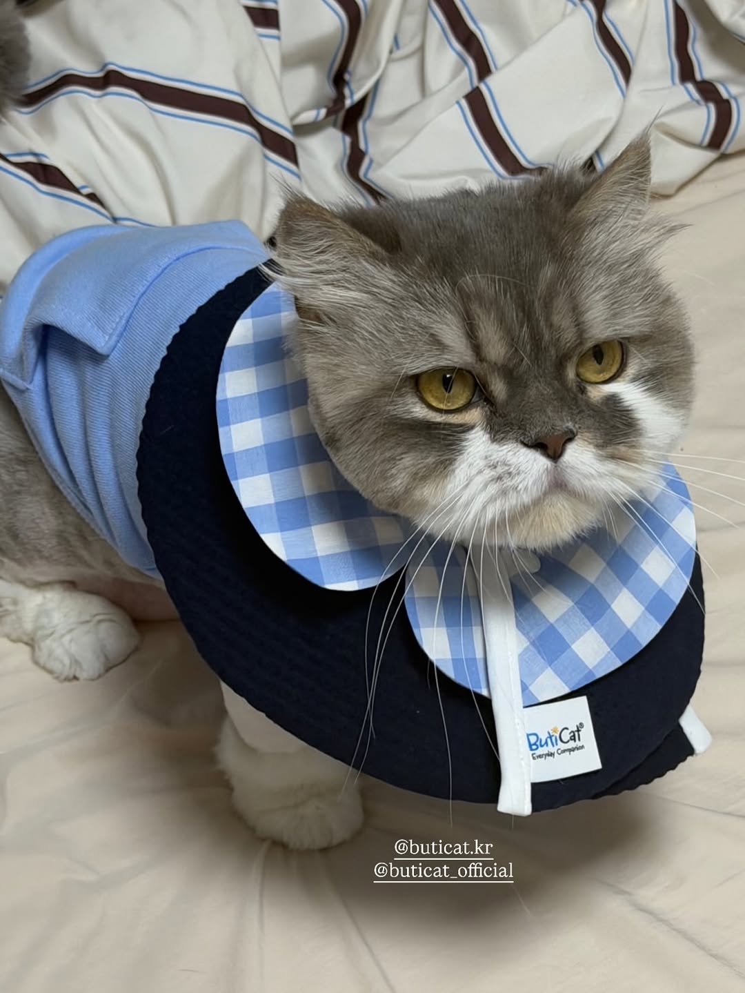 @buticat.kr이 올린 갈치밥풀7냥이네 태그 게시물