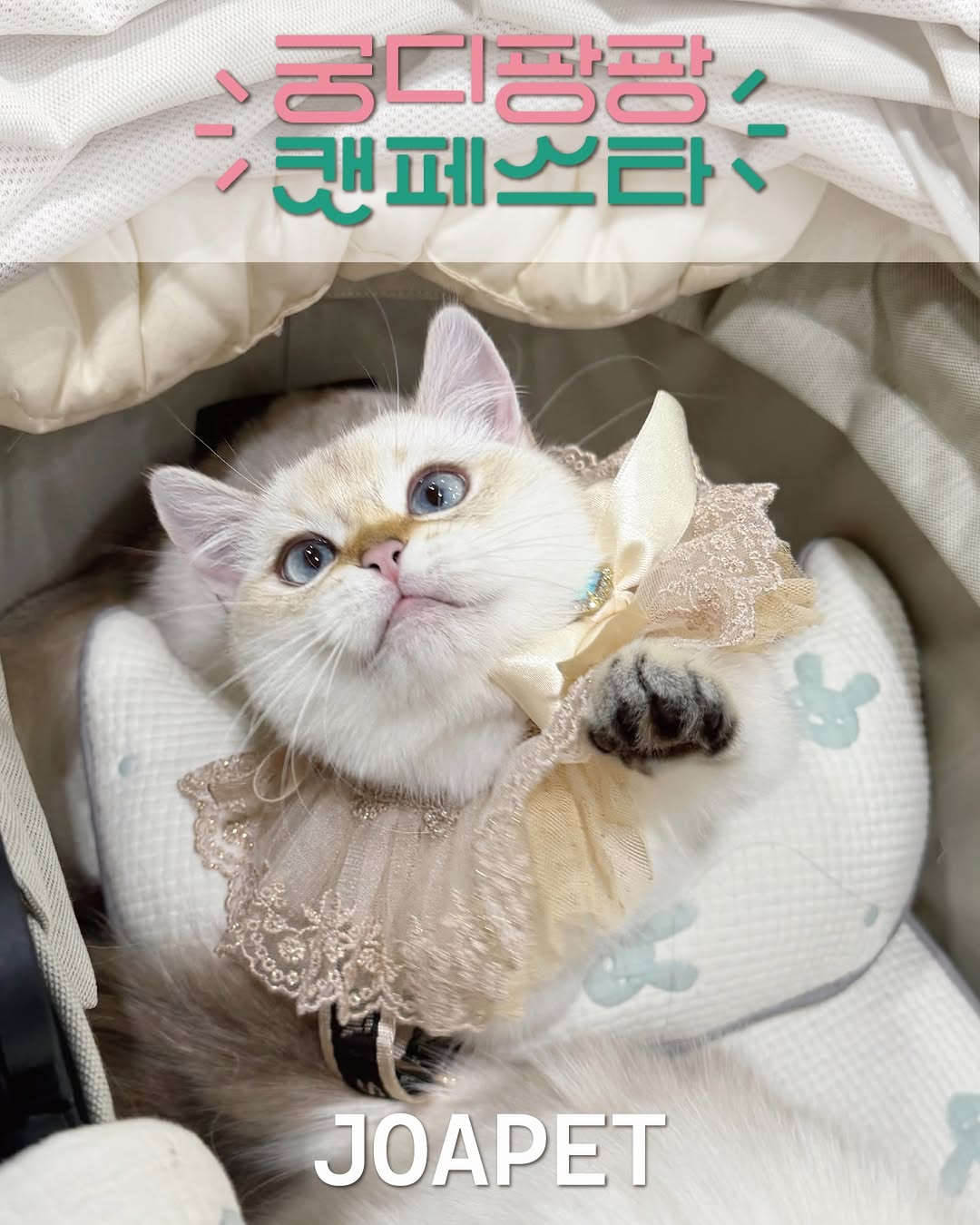 @joa._.pet이 올린 갈치밥풀7냥이네 태그 게시물