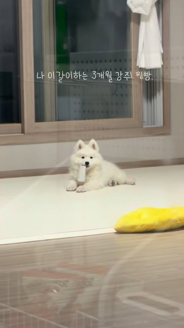 @samoyed_jjinbbang이 올린 펫쉴드 태그 게시물
