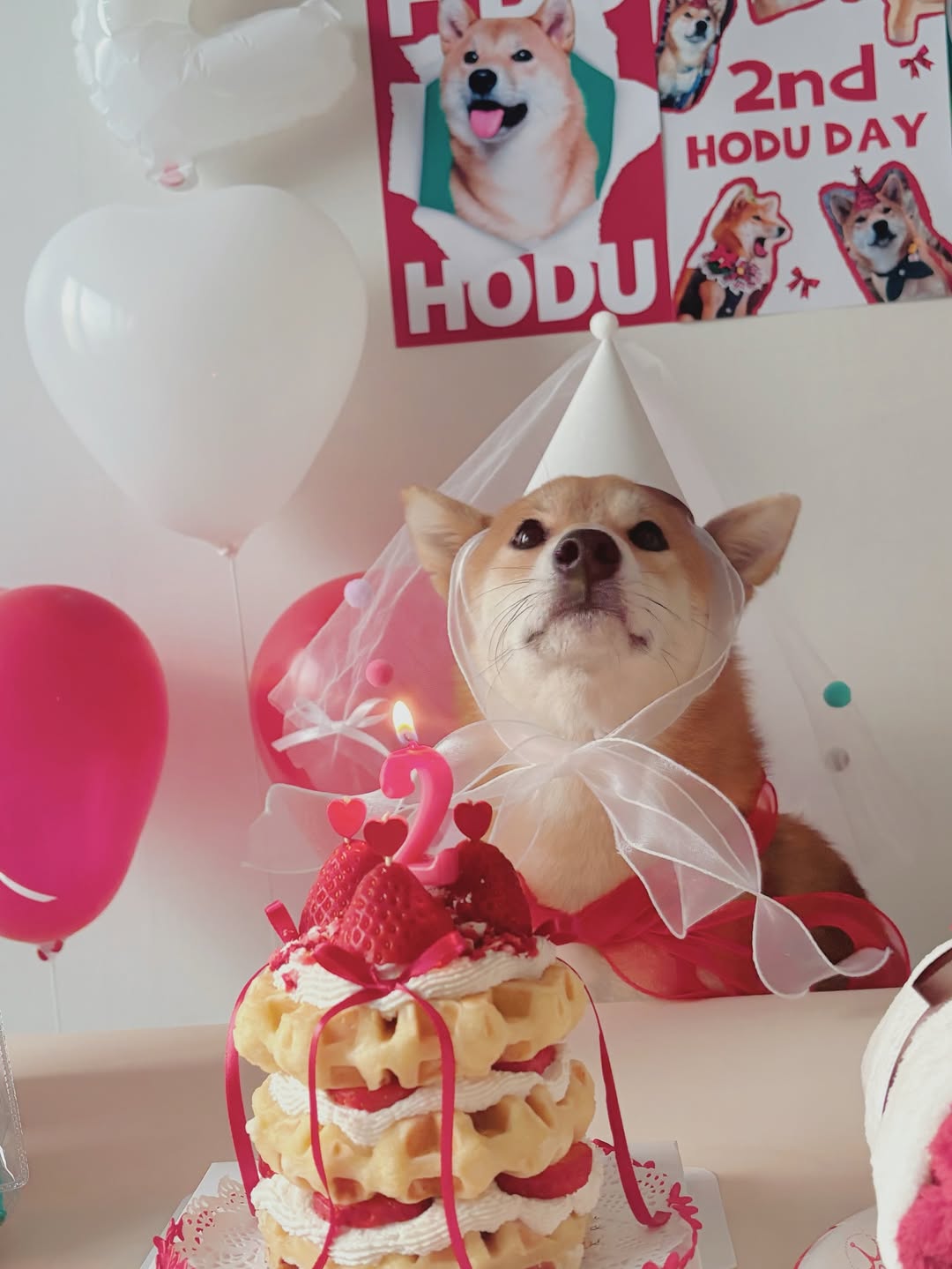 @shibainu__hodu이 올린 꼬리의유혹 태그 게시물
