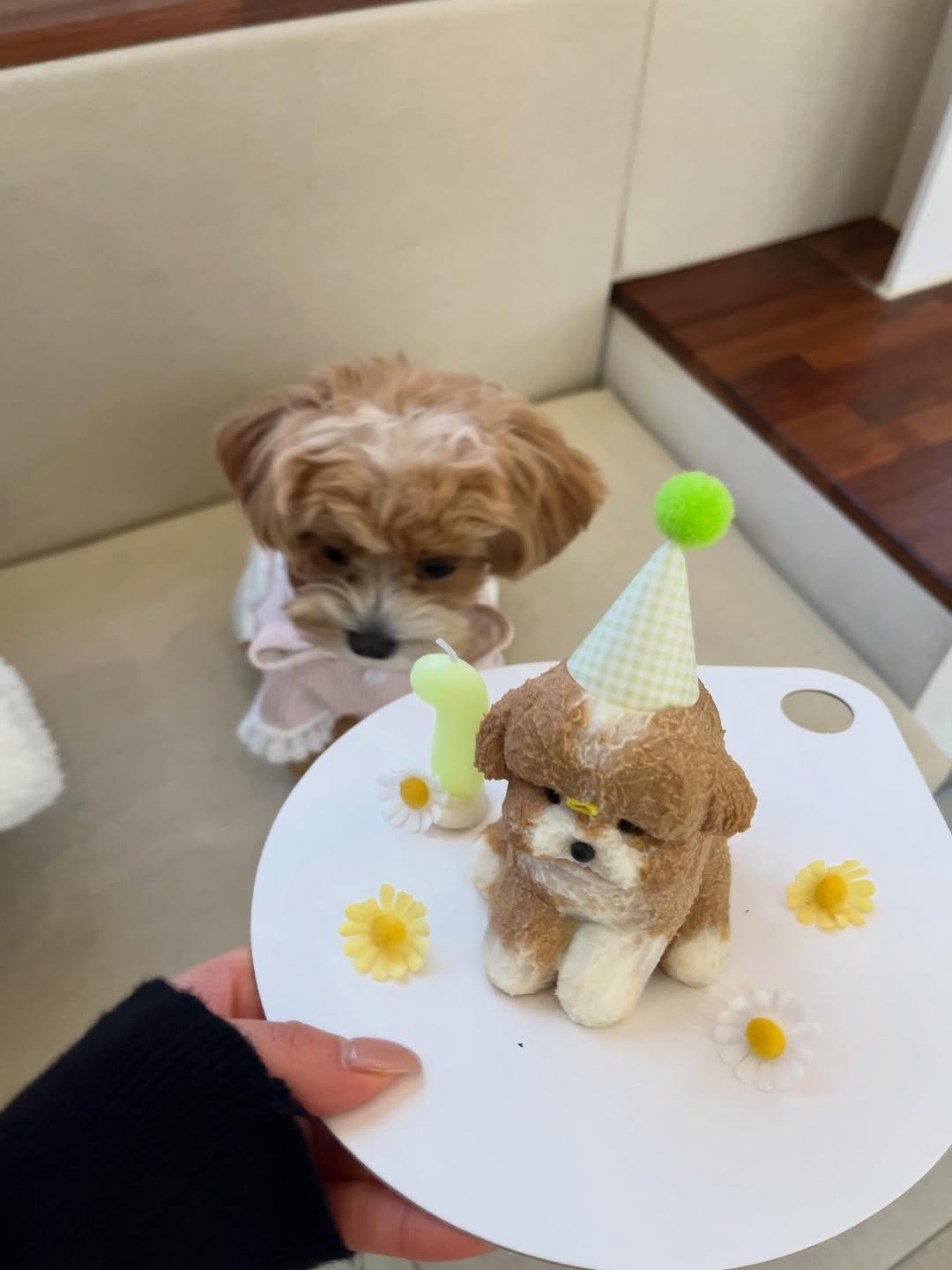 @queengayeong이 올린 꼬리의유혹 태그 게시물